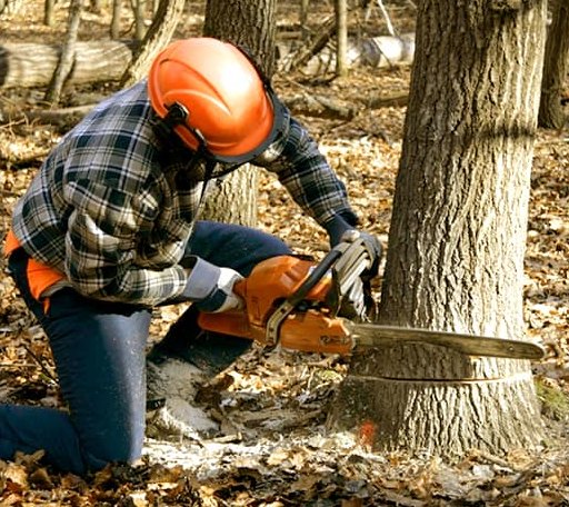 Tree Removal in Whitefield, OK